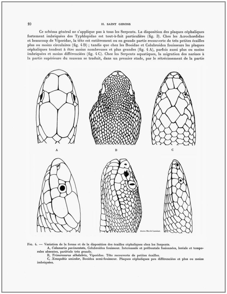 Les Serpents du Cambodge, par Hubert Saint-Girons. Page 10. Variation des écailles du Calamaria pavimentata, du Trimeresurus albolabris, et du Xenopeltris unicolor. Dessins © Max de Larminat. Edition du Muséum 1972