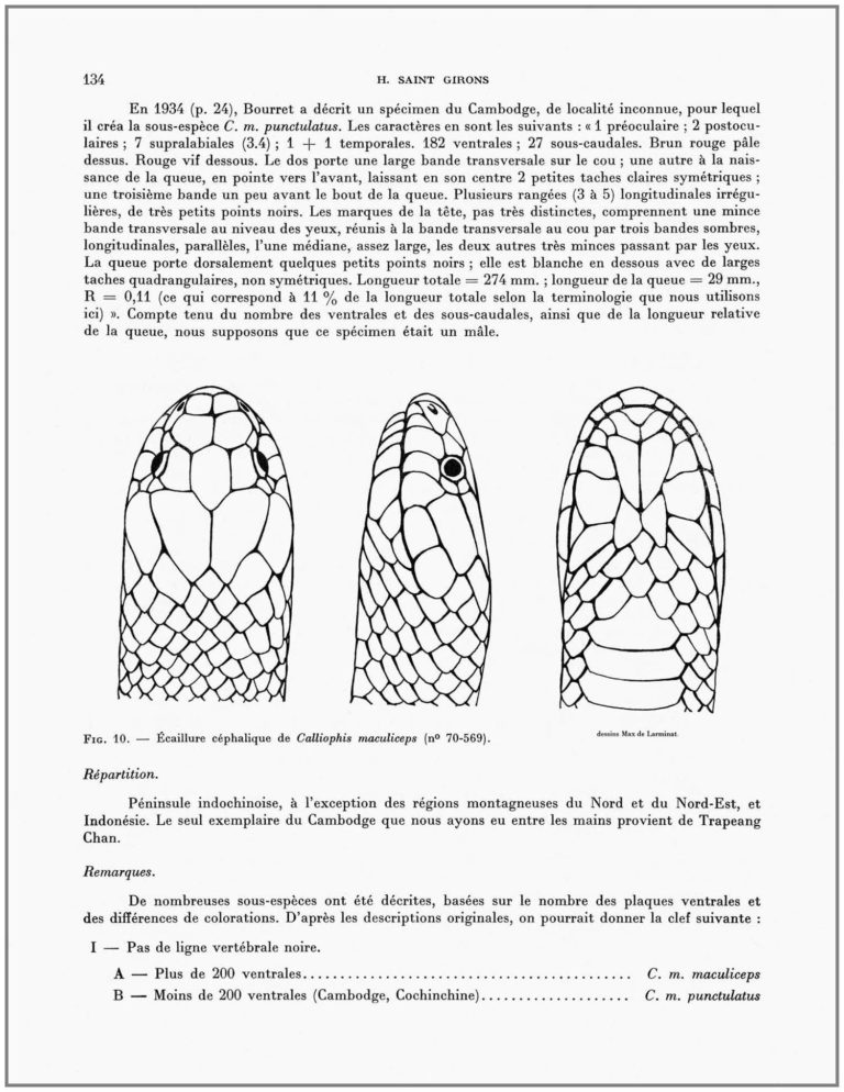 Les Serpents du Cambodge, par Hubert Saint Girons. Page 134. Ecaillure céphalique du Calliopolis masculiceps. Dessins © Max de Larminat. Edition du Muséum 1972