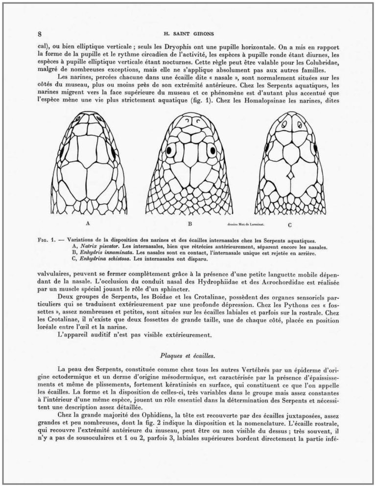 Les Serpents du Cambodge, par Hubert Saint-Girons. Page 8. Variation des écailles des narines de Natrix picator, Enhydris innominata, Enhydrina schistosa. Dessins © Max de Larminat. Edition du Muséum 1972