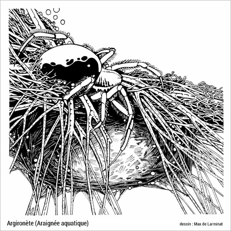 Argyronette, araignée aquatique. Dessin de Max de Larminat © réalisé pour le guide de la Nature en France. Editions Bordas 1979. isbn-2-04-11036-4