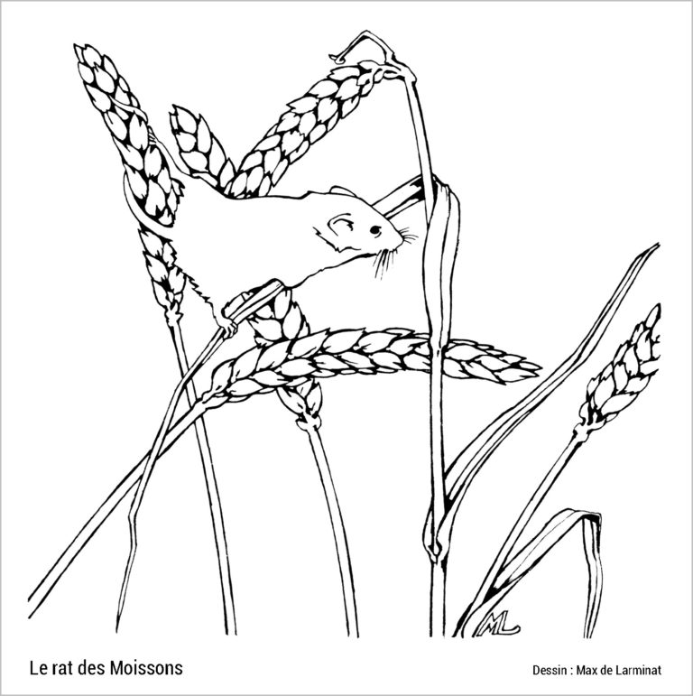 Rat des moissons grimpant sur un épis de blé. Micromys minutus. Dessin de Max de Larminat © réalisé pour le guide de la Nature en France. Editions Bordas 1979. isbn-2-04-11036-4