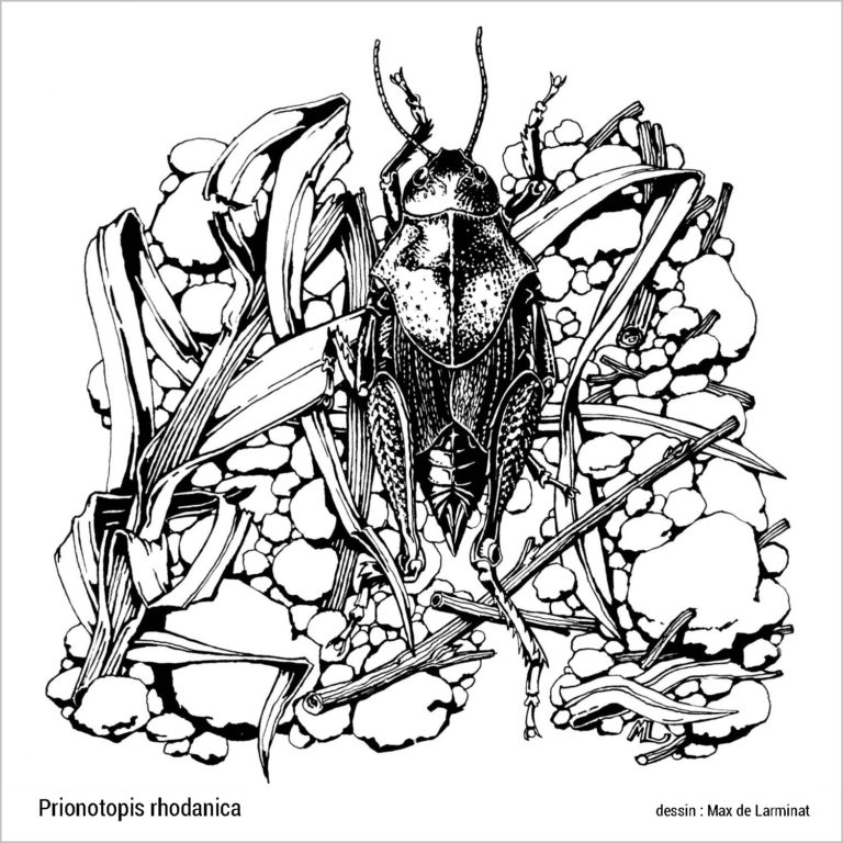 Prionopis rhodanica. Dessin de Max de Larminat © réalisé pour le guide de la Nature en France. Editions Bordas 1979. isbn-2-04-11036-4