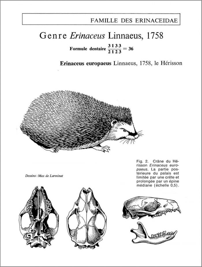 Le Hérisson. Erinaceus europaneus Linnaelus. Famille des erinaceidae. Crâne vue de dessus de dessous et de profil avec la silhouette de l’animal en situation naturelle. © dessin de Max de Larminat.