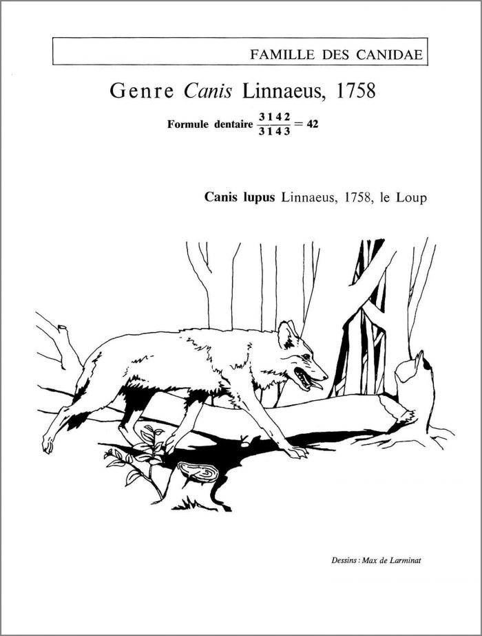 La Loup. Canis lupus Linnaelus. Famille des canidae. La silhouette et mouvement de l’animal observé en situation naturelle. © dessin de Max de Larminat.