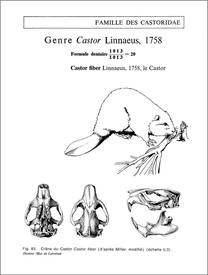 Le Castor. Castor fiber Linnaelus. Famille des castoridae. Crâne vu de dessus de dessous et de profil avec la silhouette de l’animal en situation naturelle. © dessin de Max de Larminat.