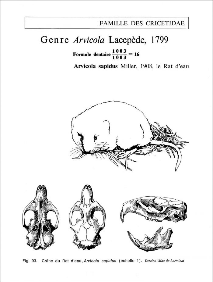 Le Rat d’eau. Arvicola sapidus. Famille des cricetidae. Crâne vu de dessus de dessous et de profil avec la silhouette de l’animal en situation naturelle. © dessin de Max de Larminat.