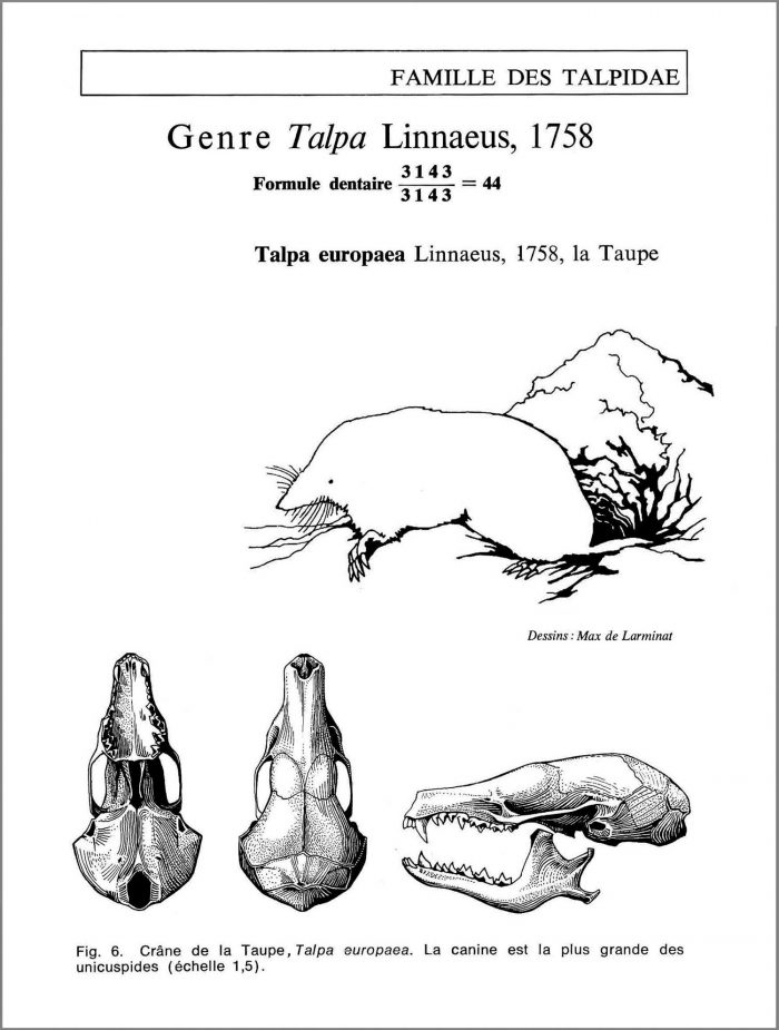 La Taupe. Talpa europaea Linnaelus. Famille des talpidae. Crâne vu de dessus de dessous et de profil avec la silhouette de l’animal en situation naturelle. © dessin de Max de Larminat.