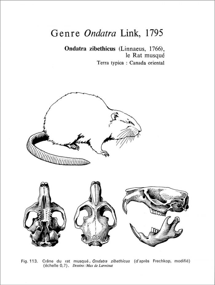 Le Rat musqué. Ondatra zibethicus Linnaelus. Genre ondatra. Crâne vu de dessus de dessous et de profil avec la silhouette de l’animal en situation naturelle. © dessin de Max de Larminat.