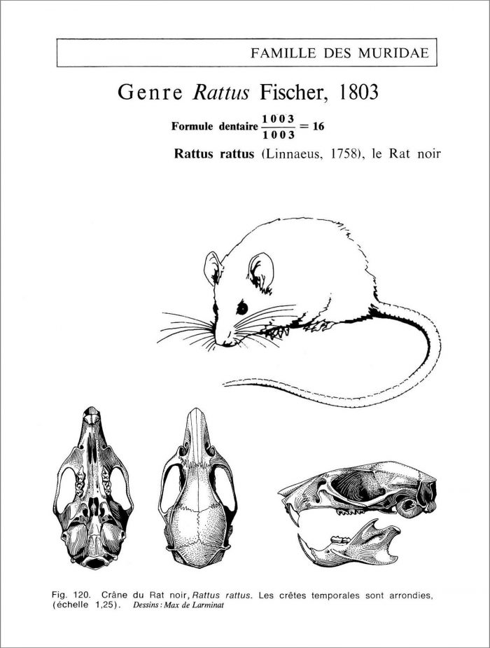 Le Rat noir. Rattus rattus Linnaelus. Famille des muridae. Crâne vu de dessus de dessous et de profil avec la silhouette de l’animal en situation naturelle. © dessin de Max de Larminat.