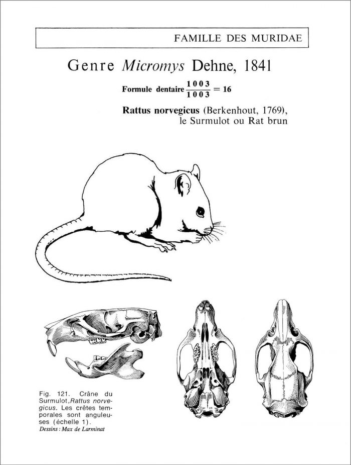 Le Surmulot ou Rat brun. Rattus norvegicus. Famille des muridae. Crâne vu de dessus de dessous et de profil avec la silhouette de l’animal en situation naturelle. © dessin de Max de Larminat.