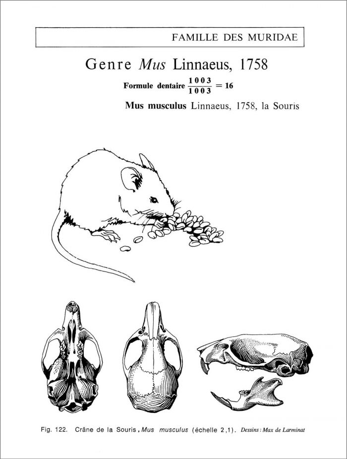 La Souris. Mus musculus Linnaelus. Famille des muridae. Crâne vu de dessus de dessous et de profil avec la silhouette de l’animal en situation naturelle. © dessin de Max de Larminat.