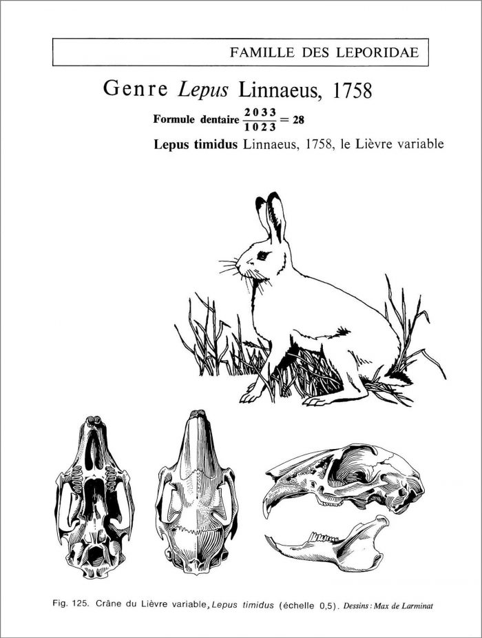 Le Lièvre variable. Lepus timidus Linnaelus. Famille des leporidae. Crâne vu de dessus de dessous et de profil avec la silhouette de l’animal en situation naturelle. © dessin de Max de Larminat.