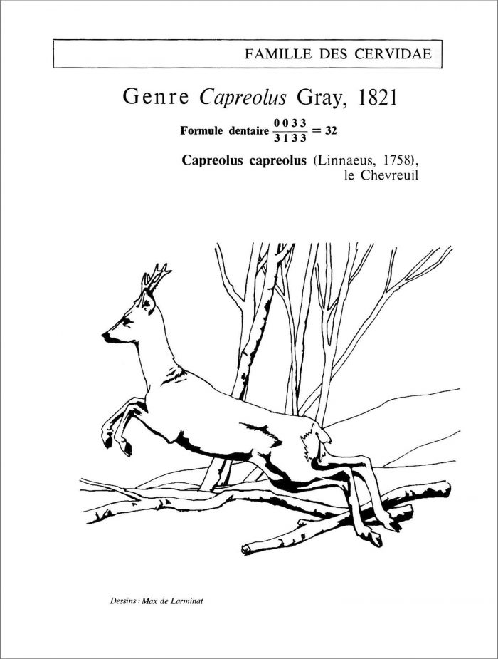 Le Chevreuil. Capreolus capreolus Linnaelus. Famille des cervidae. Silhouette de l’animal observé en situation naturelle. © dessin de Max de Larminat.