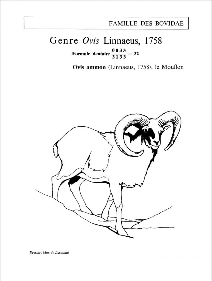 Le Mouflon. Ovis ammon Linnaelus. Famille des bovidae. Silhouette de l’animal observé en situation naturelle. © dessin de Max de Larminat.